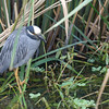 Travis Pichot > Yellow-Crowned Night Heron hunkered down out of the rain.