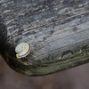 Travis Pichot > Some kind of caterpillar or worm all rolled up on himself on a park bench.