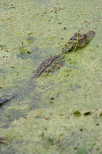Brazos Bend photo