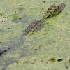 Travis Pichot > Brazos Bend photo